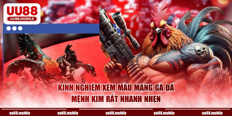 Kinh nghiệm xem màu mạng gà đá mệnh Kim rất nhanh nhẹn